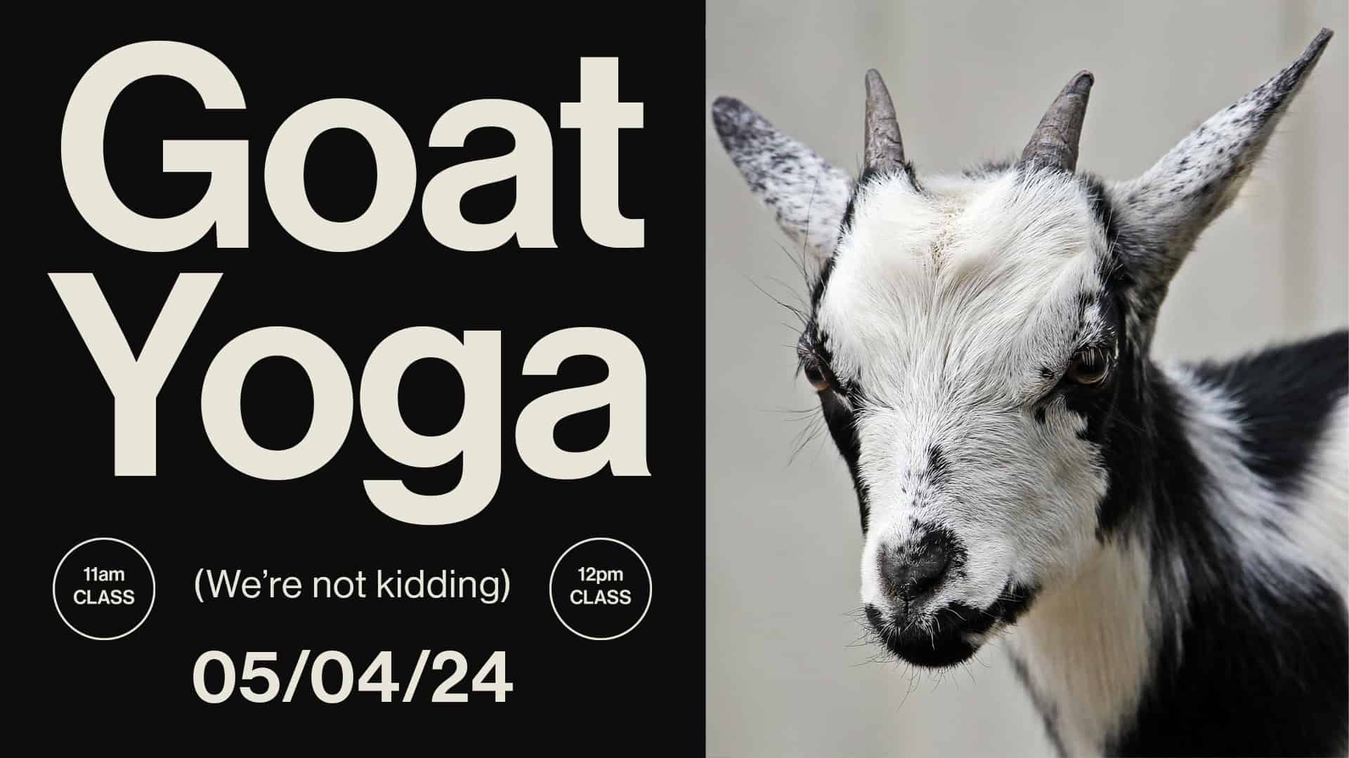 Goat Yoga: Kentucky Derby Edition