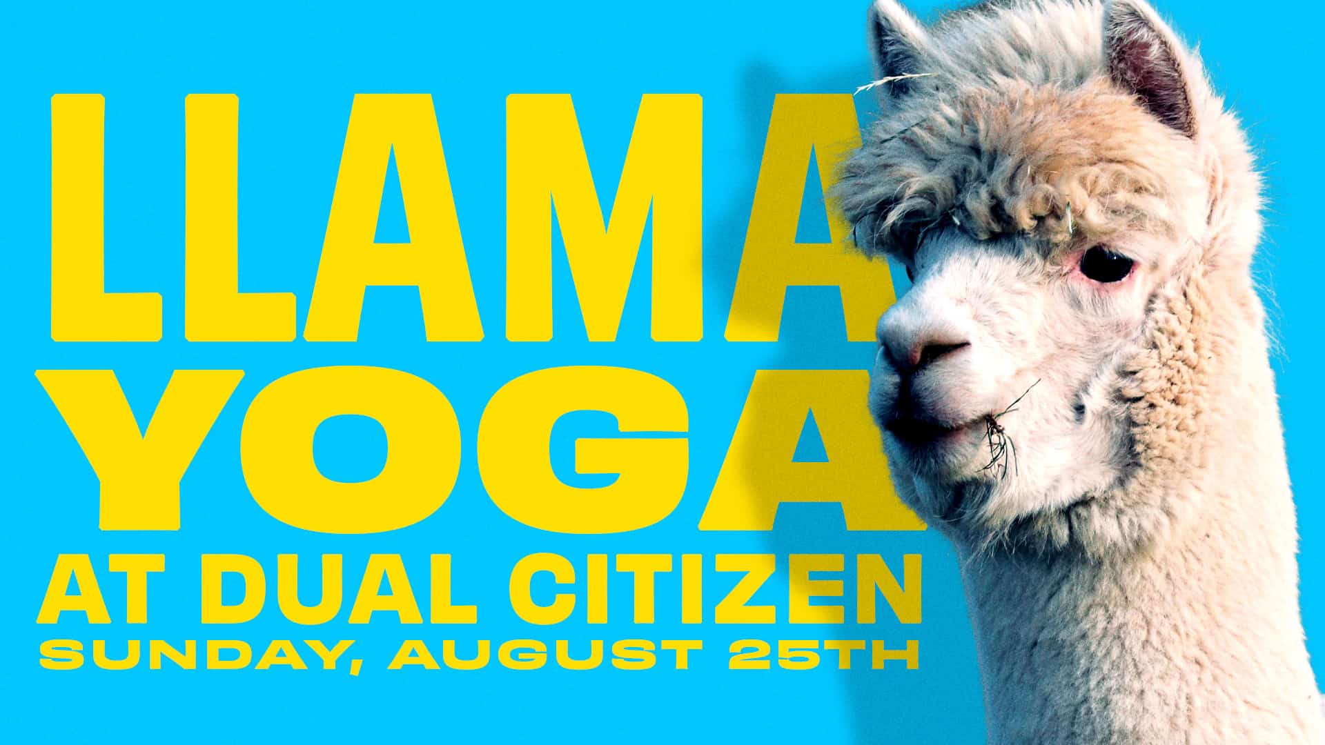 Llama Yoga at Dual Citizen